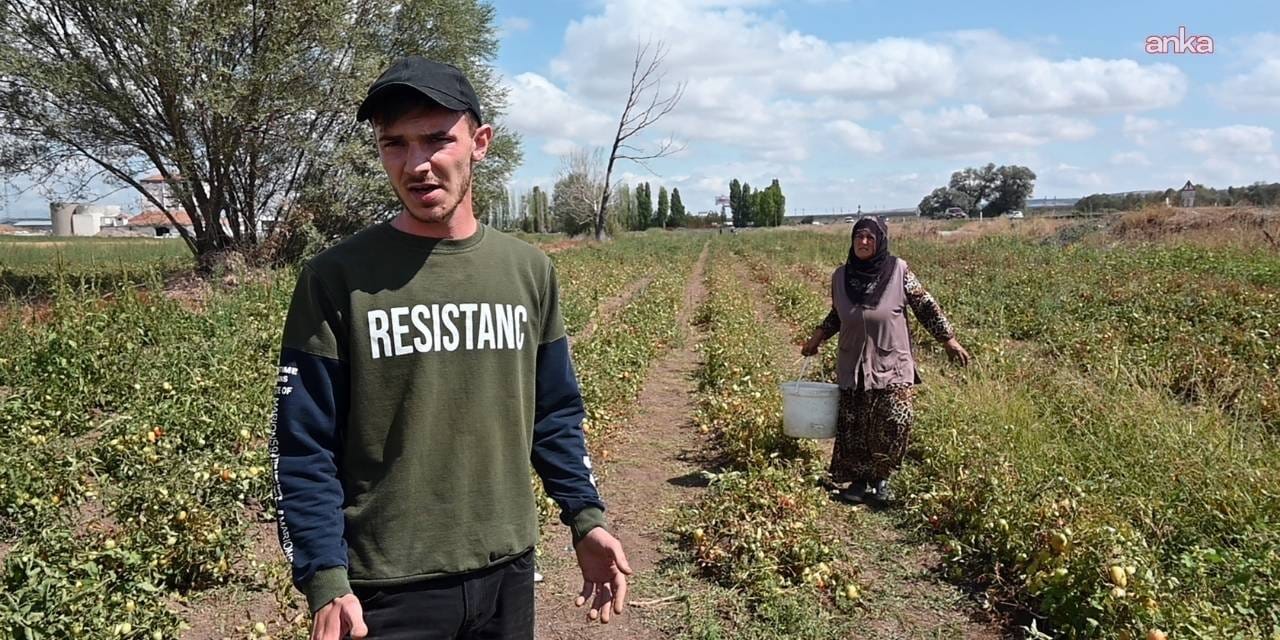 ciftci maliyetten kurtuldu tuketici ucuza aldi tarlasini acti kova kova topladilar WnSdzO6G