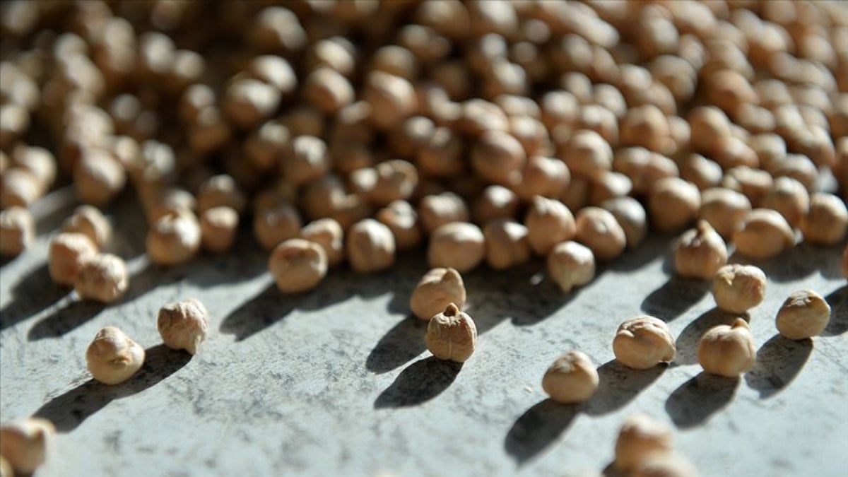 Antalya’da yüksek sıcaklığa dayanıklı yerli nohut projesi